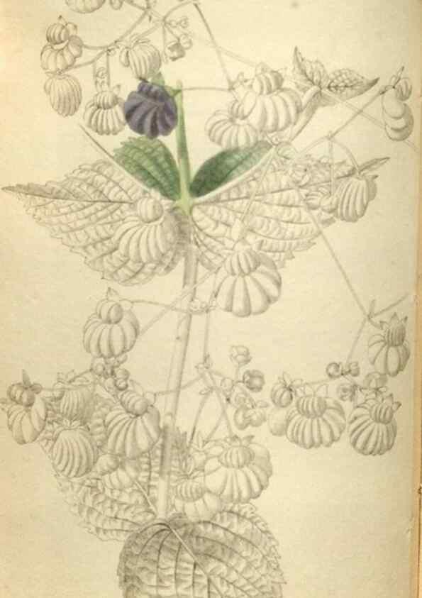 Reproducción/Reproduction 48787075653: The botanical cabinet. London :John & Arthur Arch ...,1817-1833.. 