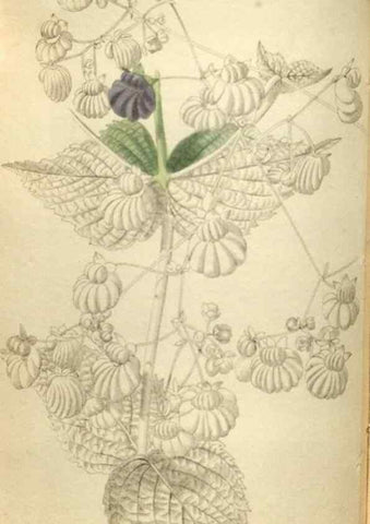 Reproducción/Reproduction 48787075653: The botanical cabinet. London :John & Arthur Arch ...,1817-1833.. 