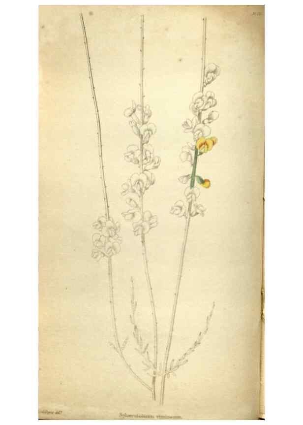 Reproducción/Reproduction 48787435581: The botanical cabinet. London :John & Arthur Arch ...,1817-1833.. 