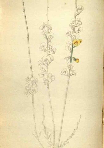 Reproducción/Reproduction 48787435581: The botanical cabinet. London :John & Arthur Arch ...,1817-1833.. 