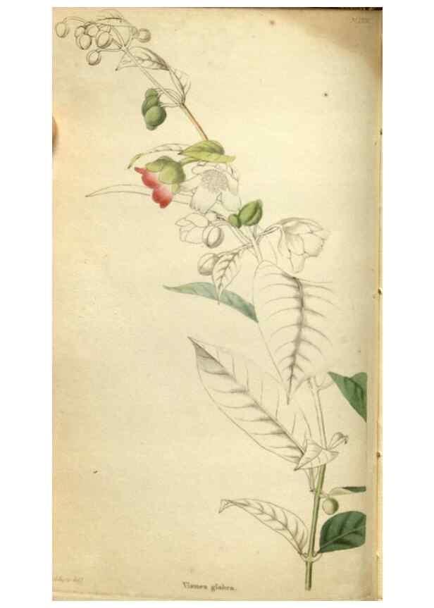Reproducción/Reproduction 48787075158: The botanical cabinet. London :John & Arthur Arch ...,1817-1833.. 