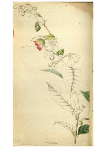 Reproducción/Reproduction 48787075158: The botanical cabinet. London :John & Arthur Arch ...,1817-1833.. 