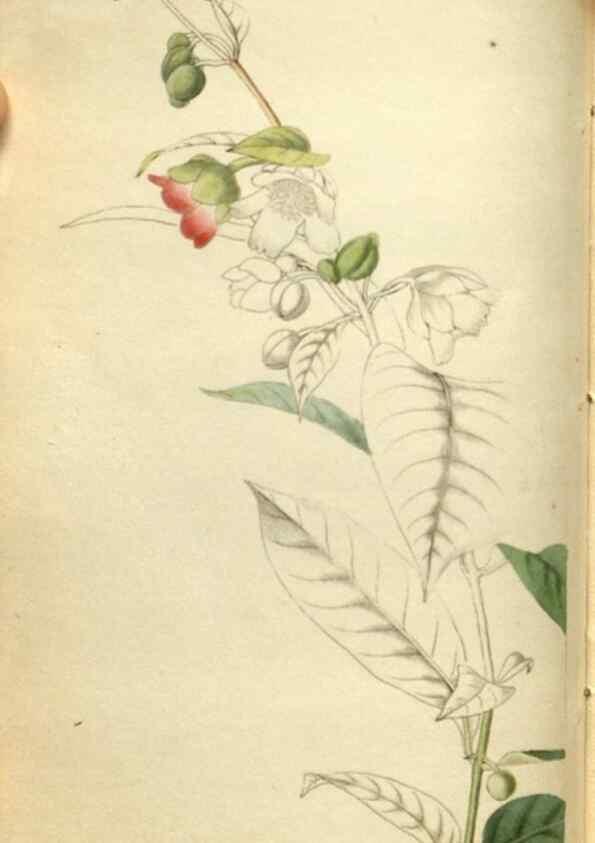 Reproducción/Reproduction 48787075158: The botanical cabinet. London :John & Arthur Arch ...,1817-1833.. 