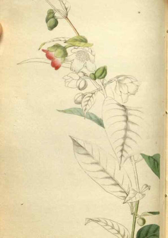 Reproducción/Reproduction 48787075158: The botanical cabinet. London :John & Arthur Arch ...,1817-1833.. 