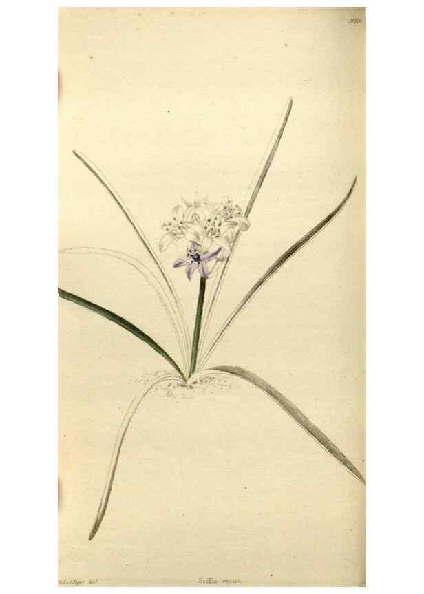 Reproducción/Reproduction 48787070808: The botanical cabinet. London :John & Arthur Arch ...,1817-1833.. 