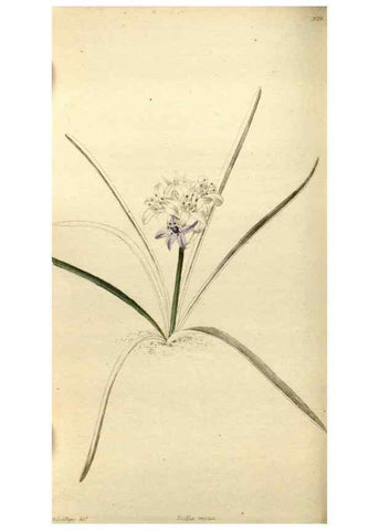 Reproducción/Reproduction 48787070808: The botanical cabinet. London :John & Arthur Arch ...,1817-1833.. 