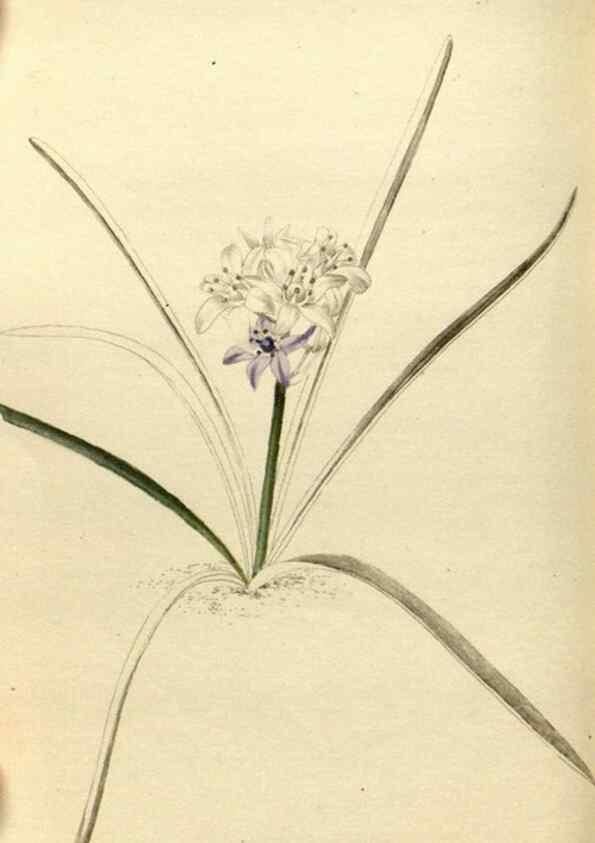 Reproducción/Reproduction 48787070808: The botanical cabinet. London :John & Arthur Arch ...,1817-1833.. 