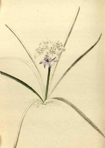 Reproducción/Reproduction 48787070808: The botanical cabinet. London :John & Arthur Arch ...,1817-1833.. 