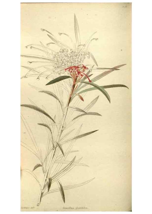 Reproducción/Reproduction 48787585217: The botanical cabinet. London :John & Arthur Arch ...,1817-1833.. 