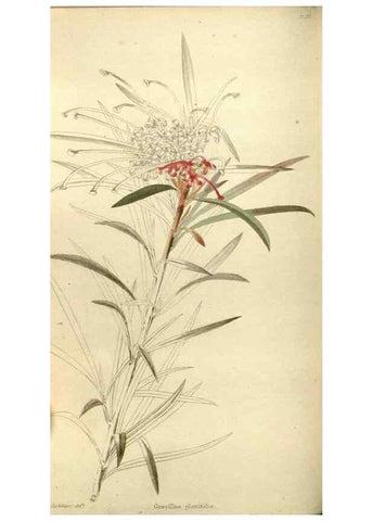 Reproducción/Reproduction 48787585217: The botanical cabinet. London :John & Arthur Arch ...,1817-1833.. 