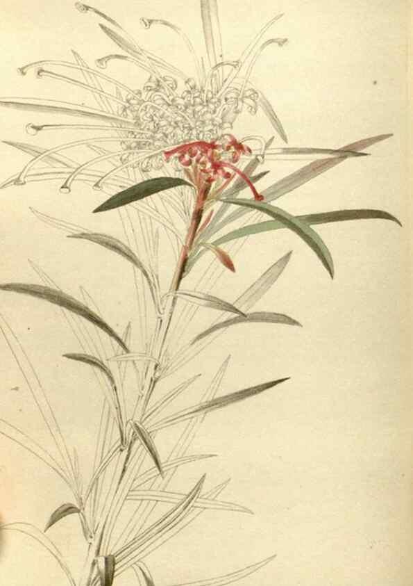 Reproducción/Reproduction 48787585217: The botanical cabinet. London :John & Arthur Arch ...,1817-1833.. 