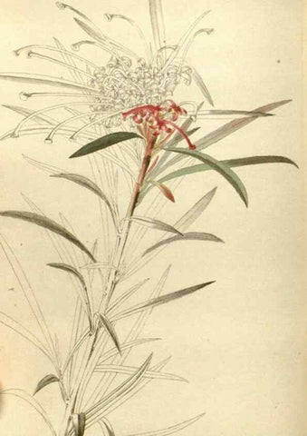 Reproducción/Reproduction 48787585217: The botanical cabinet. London :John & Arthur Arch ...,1817-1833.. 