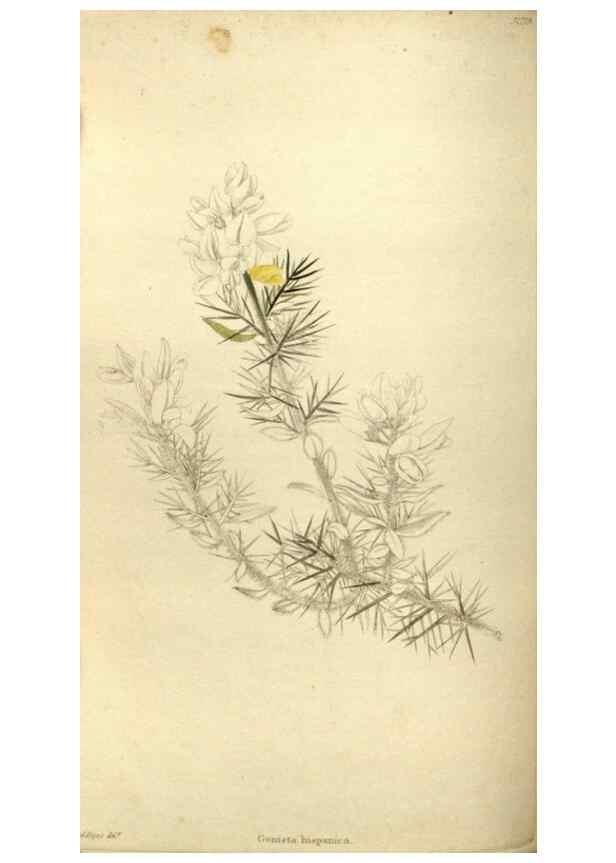 Reproducción/Reproduction 48787431266: The botanical cabinet. London :John & Arthur Arch ...,1817-1833.. 