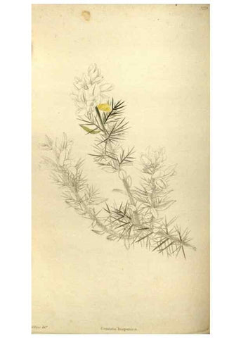 Reproducción/Reproduction 48787431266: The botanical cabinet. London :John & Arthur Arch ...,1817-1833.. 