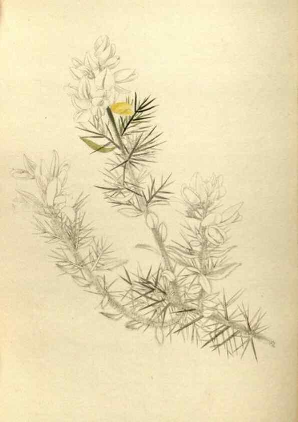 Reproducción/Reproduction 48787431266: The botanical cabinet. London :John & Arthur Arch ...,1817-1833.. 