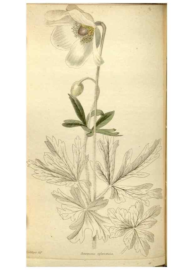 Reproducción/Reproduction 48787431651: The botanical cabinet. London :John & Arthur Arch ...,1817-1833.. 