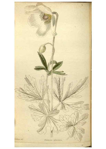Reproducción/Reproduction 48787431651: The botanical cabinet. London :John & Arthur Arch ...,1817-1833.. 