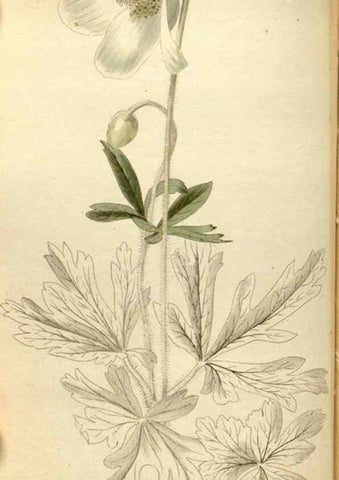 Reproducción/Reproduction 48787431651: The botanical cabinet. London :John & Arthur Arch ...,1817-1833.. 