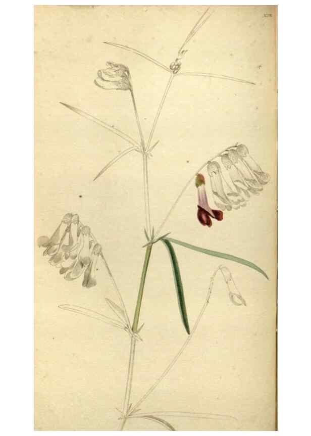 Reproducción/Reproduction 48787432156: The botanical cabinet. London :John & Arthur Arch ...,1817-1833.. 