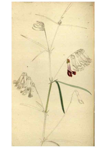Reproducción/Reproduction 48787432156: The botanical cabinet. London :John & Arthur Arch ...,1817-1833.. 