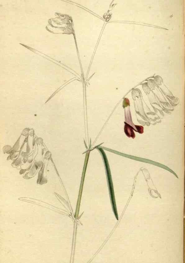 Reproducción/Reproduction 48787432156: The botanical cabinet. London :John & Arthur Arch ...,1817-1833.. 