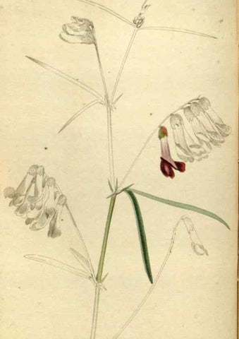 Reproducción/Reproduction 48787432156: The botanical cabinet. London :John & Arthur Arch ...,1817-1833.. 