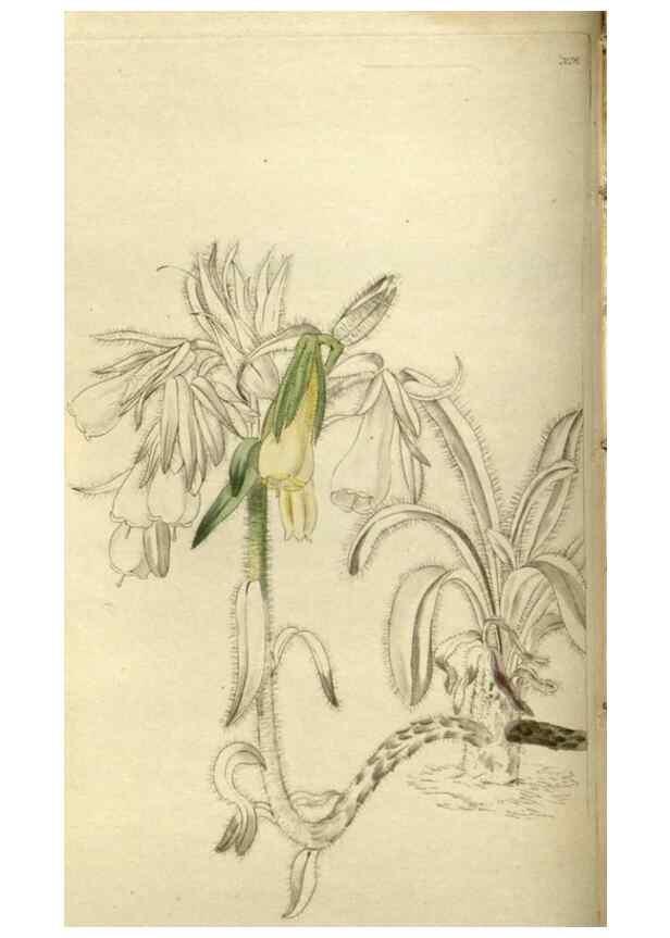 Reproducción/Reproduction 48787072563: The botanical cabinet. London :John & Arthur Arch ...,1817-1833.. 