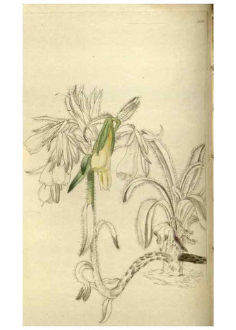 Reproducción/Reproduction 48787072563: The botanical cabinet. London :John & Arthur Arch ...,1817-1833.. 