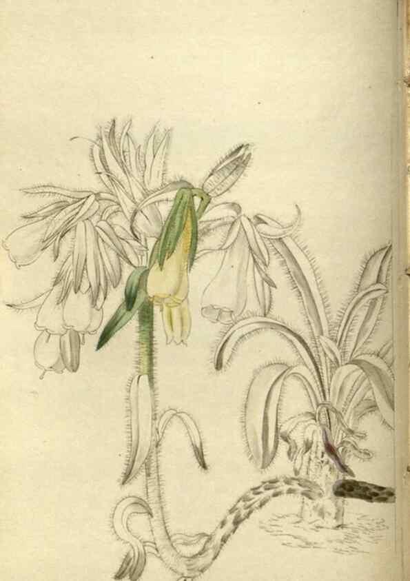 Reproducción/Reproduction 48787072563: The botanical cabinet. London :John & Arthur Arch ...,1817-1833.. 