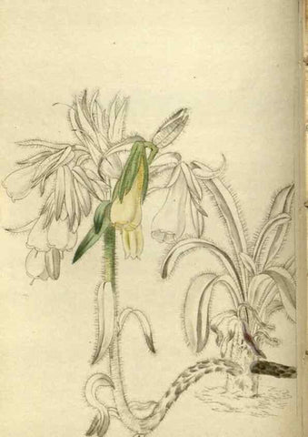 Reproducción/Reproduction 48787072563: The botanical cabinet. London :John & Arthur Arch ...,1817-1833.. 
