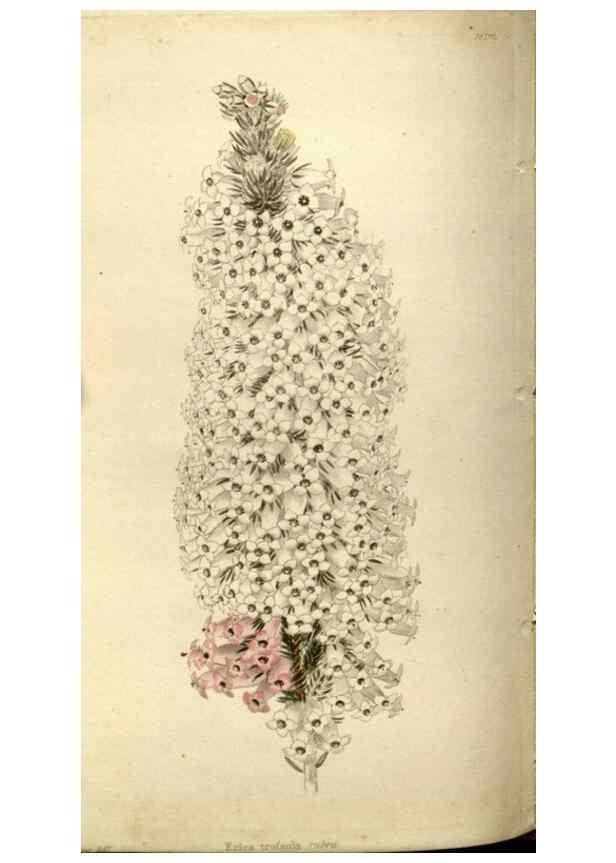 Reproducción/Reproduction 48787072828: The botanical cabinet. London :John & Arthur Arch ...,1817-1833.. 