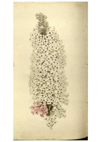 Reproducción/Reproduction 48787072828: The botanical cabinet. London :John & Arthur Arch ...,1817-1833.. 