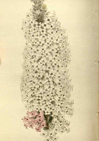 Reproducción/Reproduction 48787072828: The botanical cabinet. London :John & Arthur Arch ...,1817-1833.. 