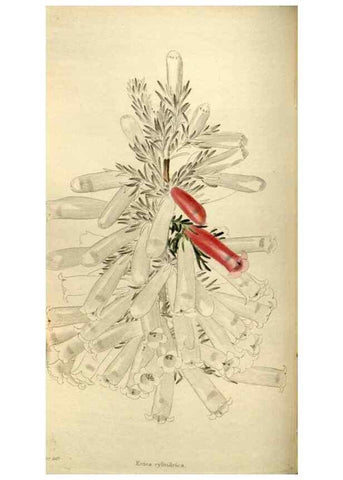 Reproducción/Reproduction 48787584512: The botanical cabinet. London :John & Arthur Arch ...,1817-1833.. 