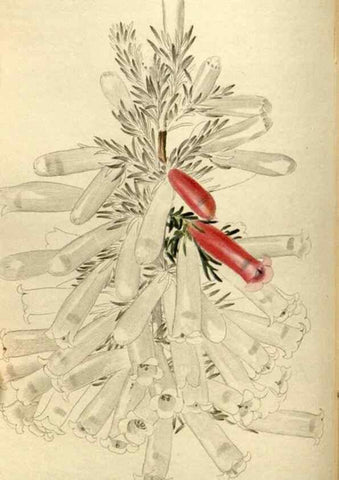 Reproducción/Reproduction 48787584512: The botanical cabinet. London :John & Arthur Arch ...,1817-1833.. 