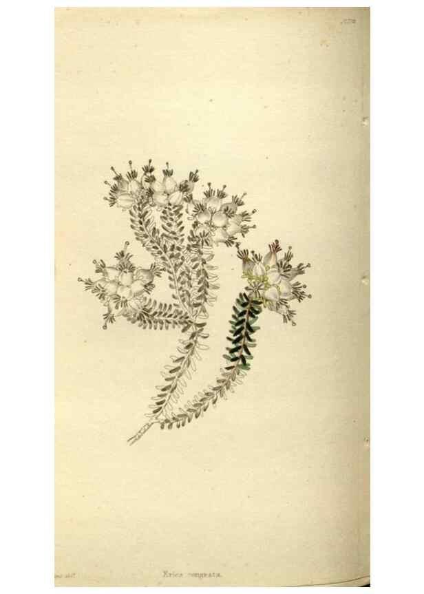 Reproducción/Reproduction 48787587207: The botanical cabinet. London :John & Arthur Arch ...,1817-1833.. 