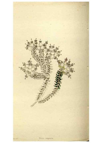Reproducción/Reproduction 48787587207: The botanical cabinet. London :John & Arthur Arch ...,1817-1833.. 