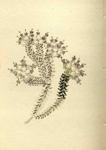 Reproducción/Reproduction 48787587207: The botanical cabinet. London :John & Arthur Arch ...,1817-1833.. 