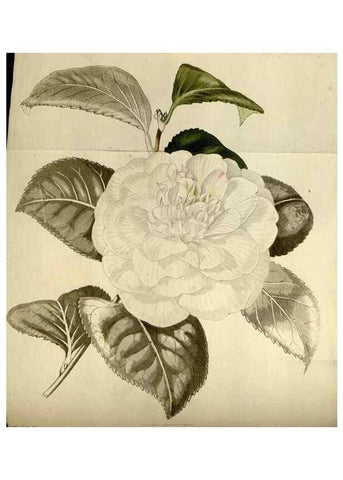 Reproducción/Reproduction 48787073478: The botanical cabinet. London :John & Arthur Arch ...,1817-1833.. 