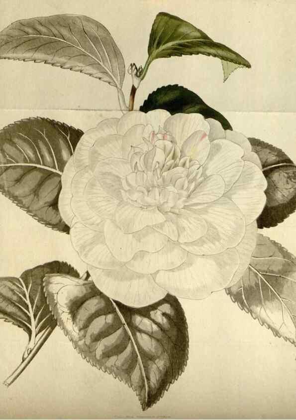Reproducción/Reproduction 48787073478: The botanical cabinet. London :John & Arthur Arch ...,1817-1833.. 