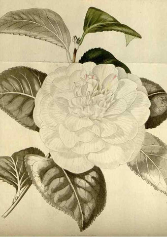 Reproducción/Reproduction 48787073478: The botanical cabinet. London :John & Arthur Arch ...,1817-1833.. 