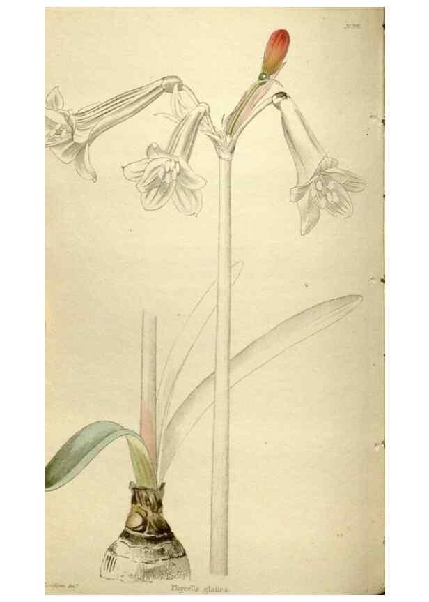 Reproducción/Reproduction 48787433791: The botanical cabinet. London :John & Arthur Arch ...,1817-1833.. 