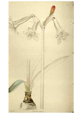 Reproducción/Reproduction 48787433791: The botanical cabinet. London :John & Arthur Arch ...,1817-1833.. 