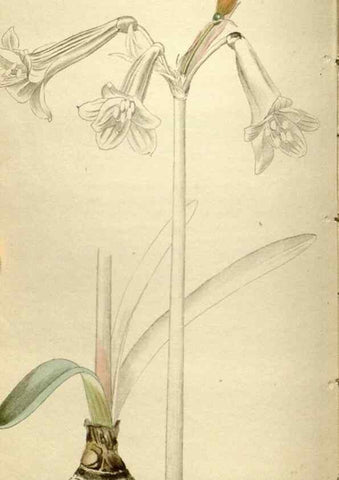 Reproducción/Reproduction 48787433791: The botanical cabinet. London :John & Arthur Arch ...,1817-1833.. 