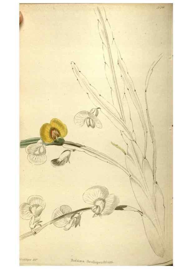 Reproducción/Reproduction 48787073918: The botanical cabinet. London :John & Arthur Arch ...,1817-1833.. 