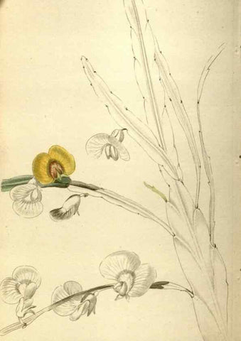 Reproducción/Reproduction 48787073918: The botanical cabinet. London :John & Arthur Arch ...,1817-1833.. 