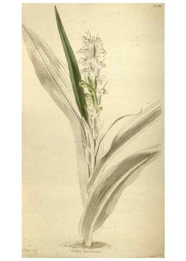 Reproducción/Reproduction 48787588292: The botanical cabinet. London :John & Arthur Arch ...,1817-1833.. 