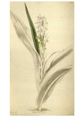 Reproducción/Reproduction 48787588292: The botanical cabinet. London :John & Arthur Arch ...,1817-1833.. 