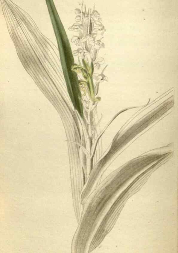 Reproducción/Reproduction 48787588292: The botanical cabinet. London :John & Arthur Arch ...,1817-1833.. 
