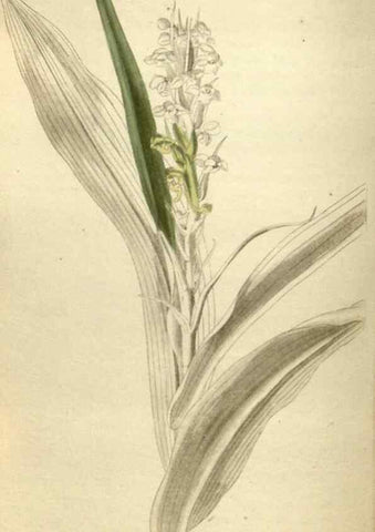Reproducción/Reproduction 48787588292: The botanical cabinet. London :John & Arthur Arch ...,1817-1833.. 